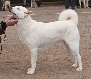 BIM vit älghund