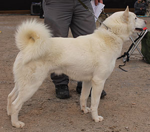 BIR vit älghund